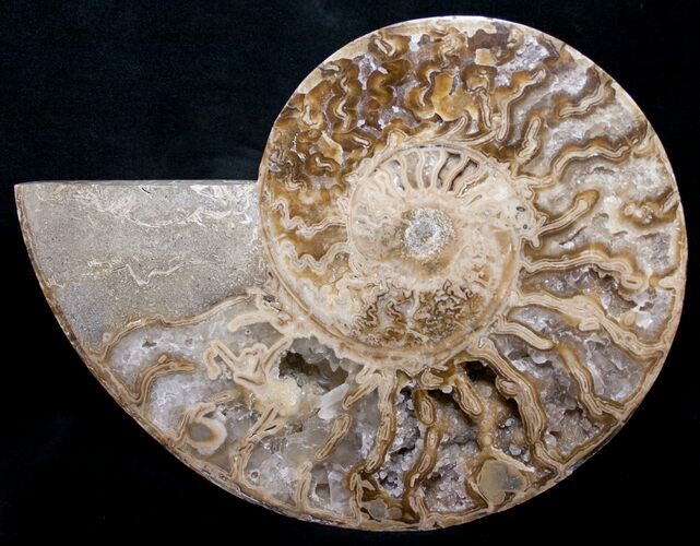 Beautiful Choffaticeras Ammonite - Half #8729